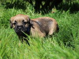 Chiots Border Terrier à vendre