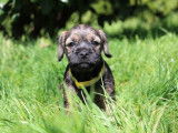 Chiots Border Terrier à vendre