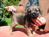 Chiots Border Terrier à vendre