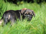 Chiots Border Terrier à vendre