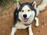 Madryn, femelle Husky à adopter