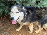 Madryn, femelle Husky à adopter