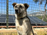 Olive, femelle croisée Berger du Caucase à adopter
