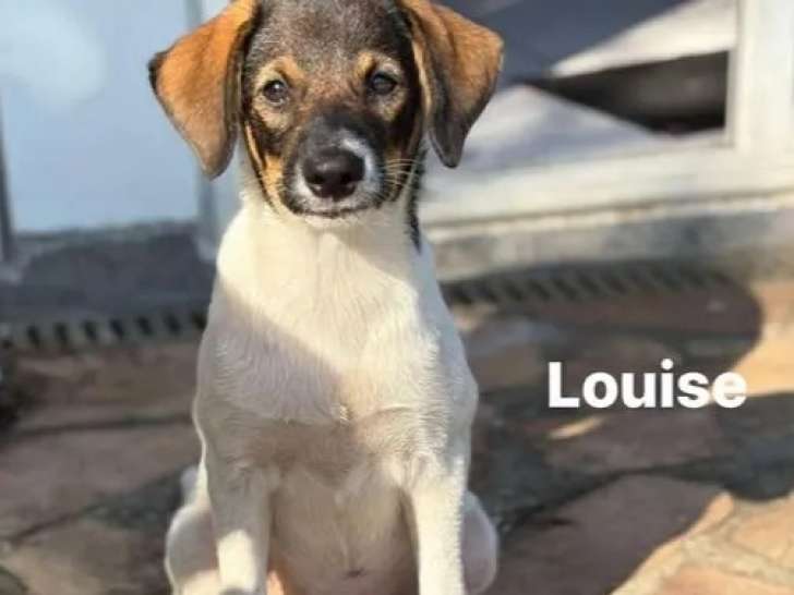 En attente d'adoption : chiot femelle de 4 mois