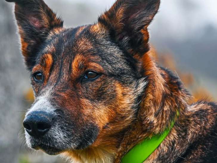 À accueillir : chienne tricolore