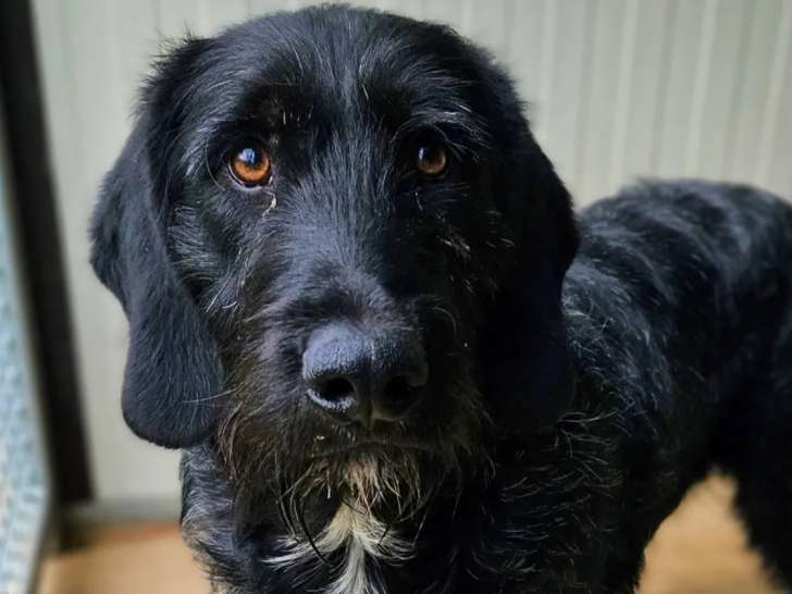 Adoption disponible : chien Griffon noir