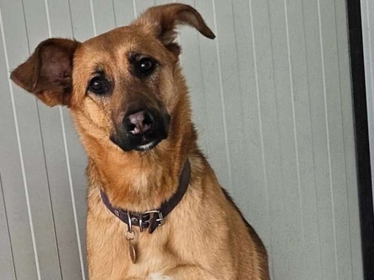 Chienne Berger Malinois de 2 ans disponible à l'adoption