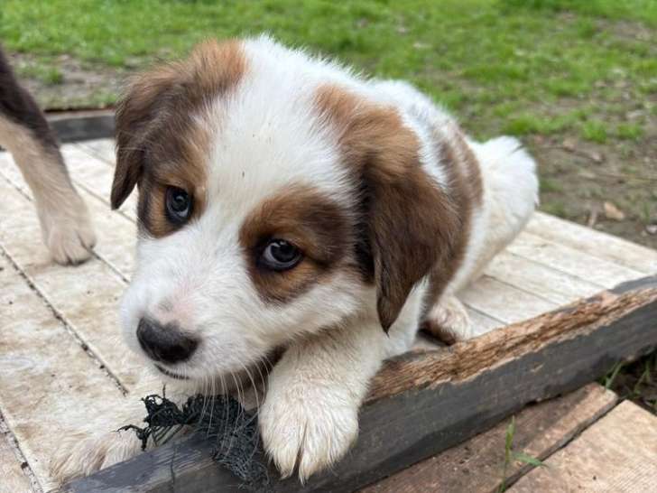 Lord fluffington, chiot à adopter