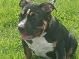 Chiot American Bully à vendre