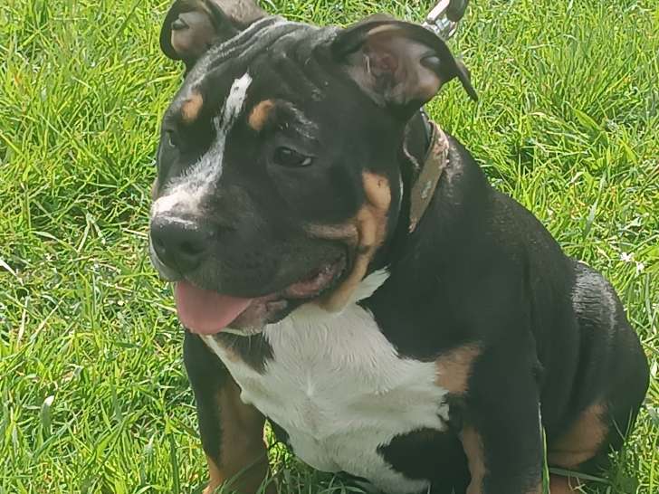 Chiot American Bully à vendre