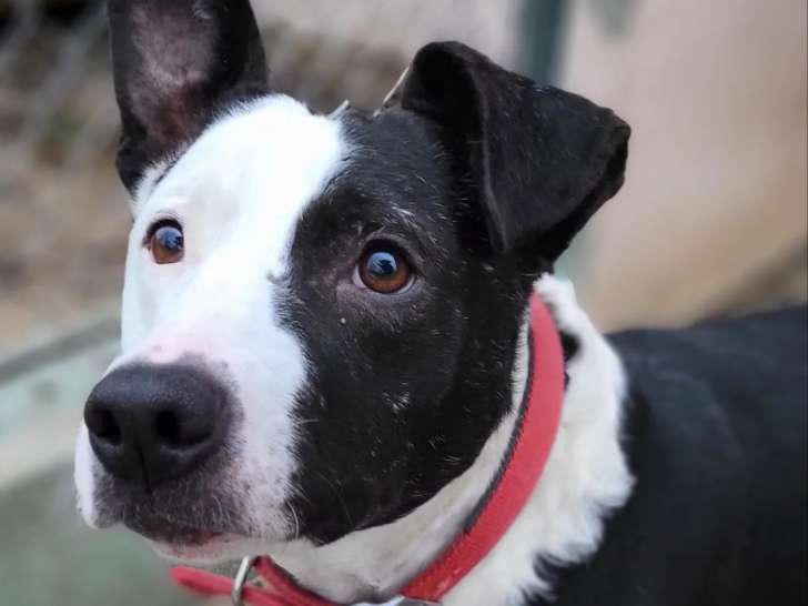 À adopter, chien Border Collie noir et blanc