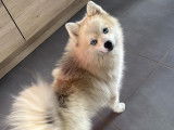 Magnifique Pomsky F2 mini disponible pour saillie