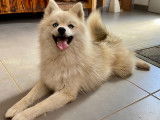 Magnifique Pomsky F2 mini disponible pour saillie