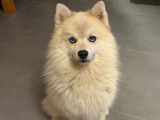 Magnifique Pomsky F2 mini disponible pour saillie