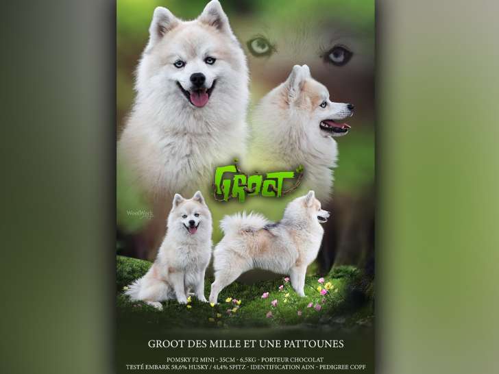 Magnifique Pomsky F2 mini disponible pour saillie