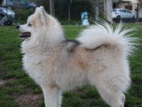 Magnifique Pomsky F2 mini disponible pour saillie