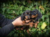 Chiots Teckel poil court