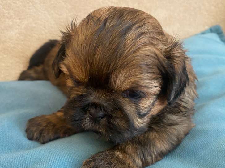 Magnifiques chiots Shih Tzu à réserver