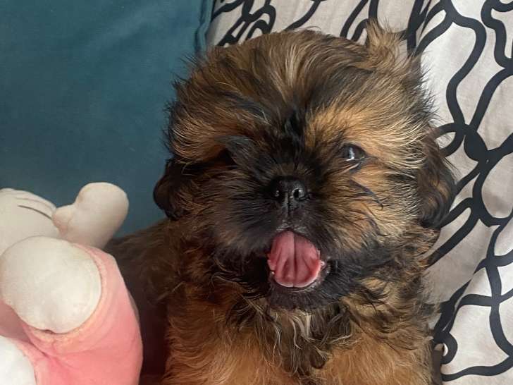 Magnifique chiots mâle  Shih Tzu