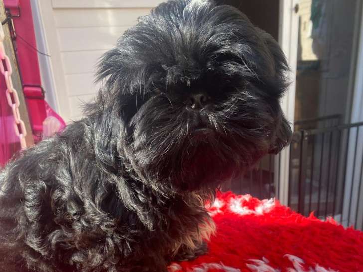 Magnifique chiots mâle  Shih Tzu