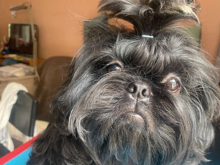 Magnifique chiots mâle  Shih Tzu