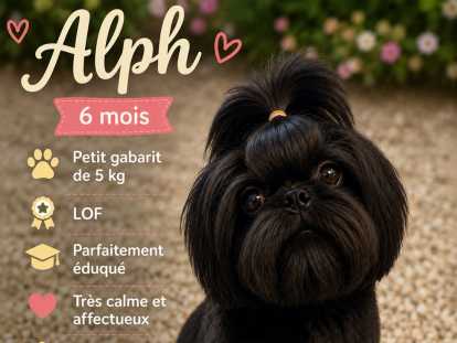 Magnifique chiots mâle  Shih Tzu