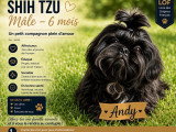 Magnifique chiots mâle  Shih Tzu