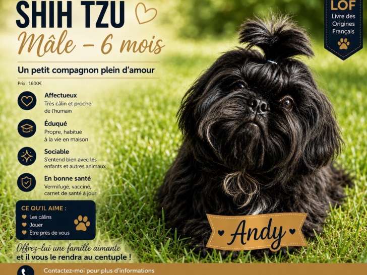 Magnifique chiots mâle  Shih Tzu