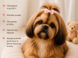 Magnifique chiots mâle  Shih Tzu
