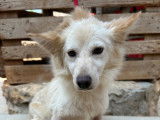 Livia, femelle Spitz à adopter