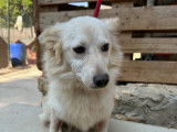 Livia, femelle Spitz à adopter