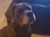 Neo, Cane Corso de 7 ans à donner