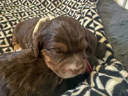 Chiots Cockapoo à vendre