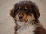 Magnifiques chiots Berger Australien LOF disponible