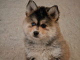 Superbes chiots Pomsky F3 disponibles de suite