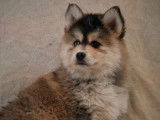 Superbes chiots Pomsky F3 disponibles de suite