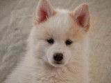 Superbes chiots Pomsky F3 disponibles de suite