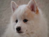 Superbes chiots Pomsky F3 disponibles de suite