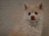 Superbes chiots Pomsky F3 disponibles de suite