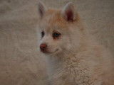 Superbes chiots Pomsky F3 disponibles de suite
