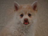 Superbes chiots Pomsky F3 disponibles de suite