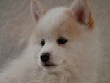 Superbes chiots Pomsky F3 disponibles de suite