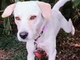 À adopter : chienne Labrador d'un an