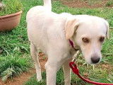 À adopter : chienne Labrador d'un an