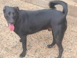 En attente d’un foyer : chien noir avec marque blanche