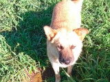 Adoption disponible : chien Chow-chow de 3 ans