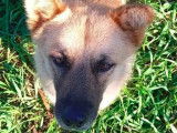 Adoption disponible : chien Chow-chow de 3 ans