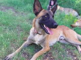 Chien Berger Malinois fauve disponible à l'adoption