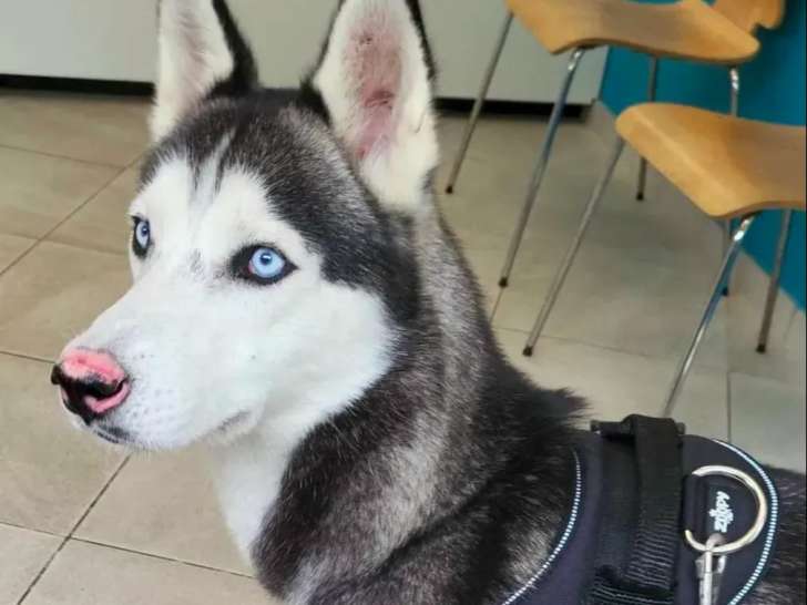 Chien Husky de Sibérie de 2 ans prêt pour l’adoption