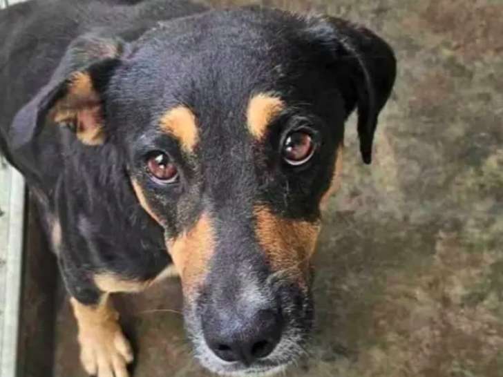 Chien noir et feu en attente d'une famille